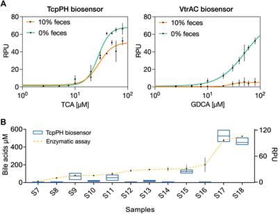 A rapid and standardized workflow for functional assessment of bacterial biosensors in fecal samples